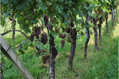 Ausflug_2021DSC_0180