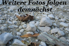 Fotos_folgen