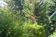 GartenfestP1030721